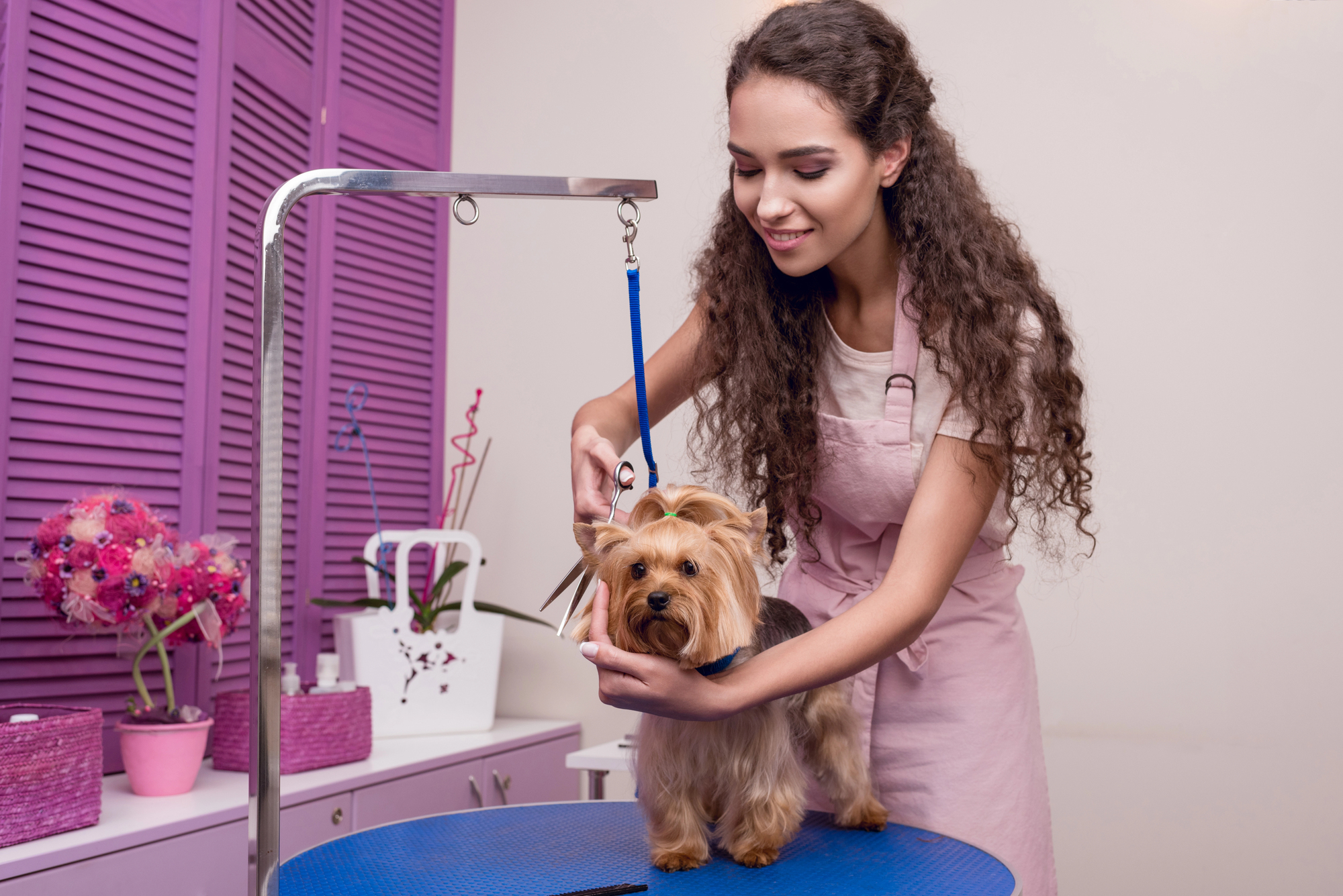 asesoria en estetica canina