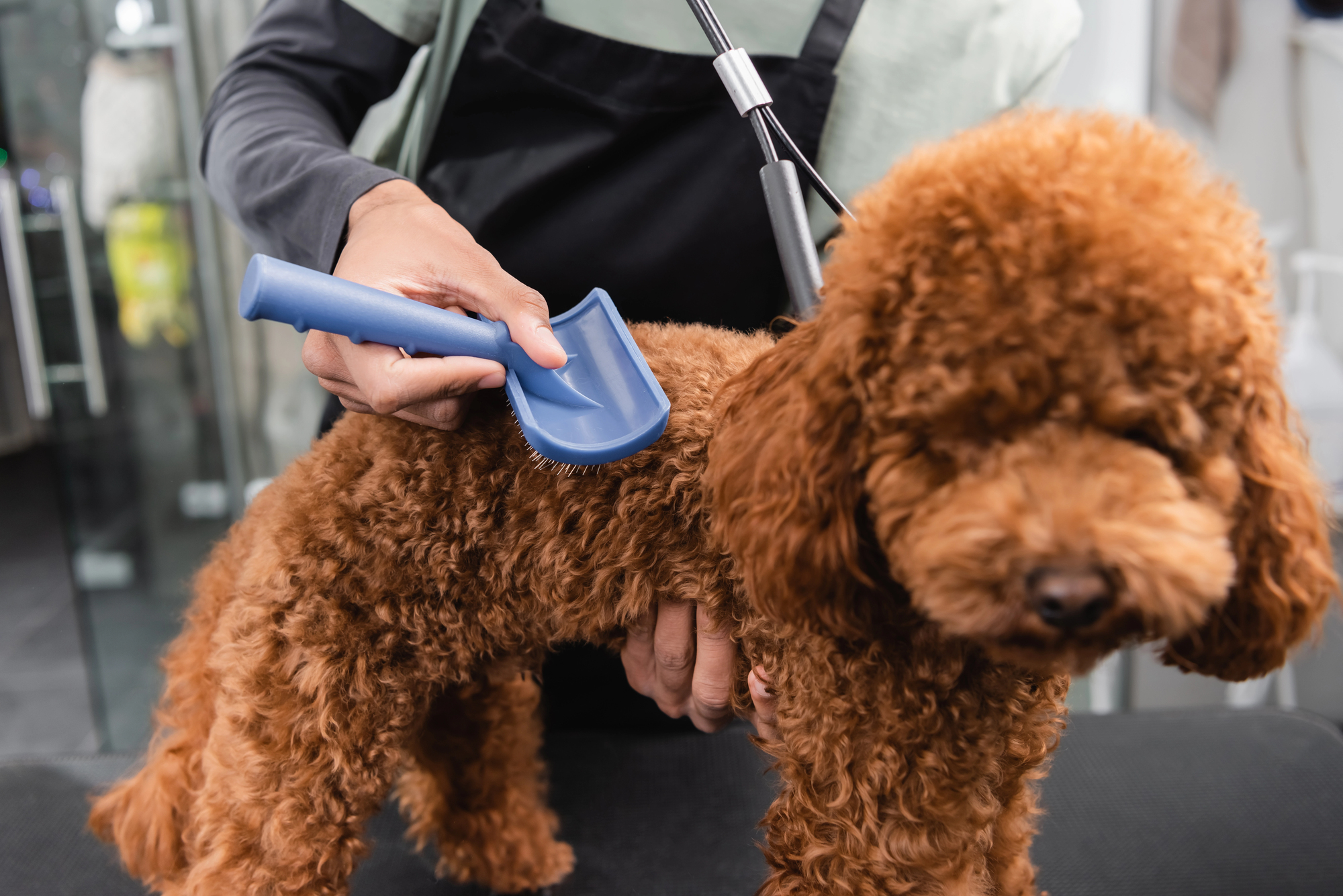 cepillado para perro