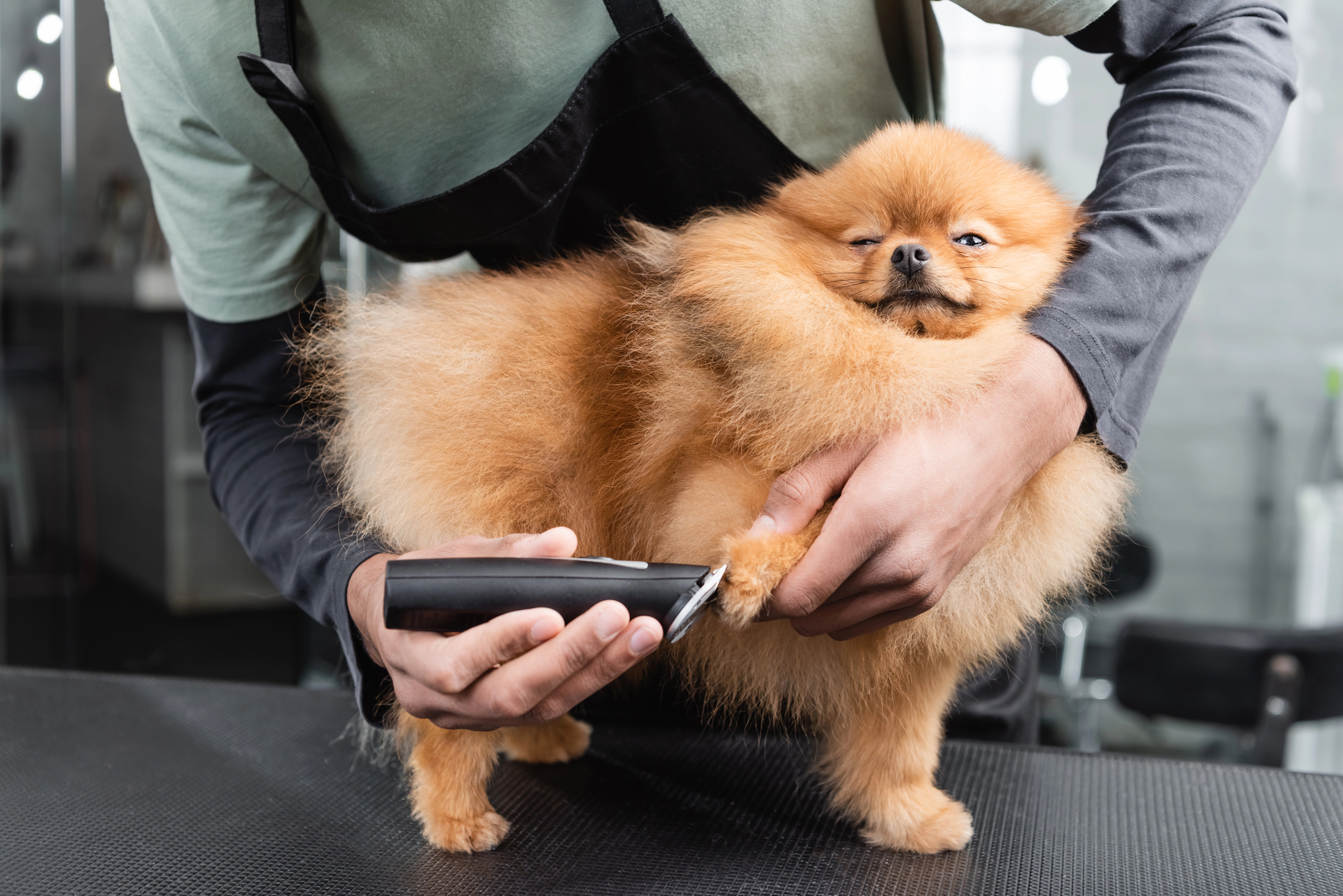corte de unas para perros