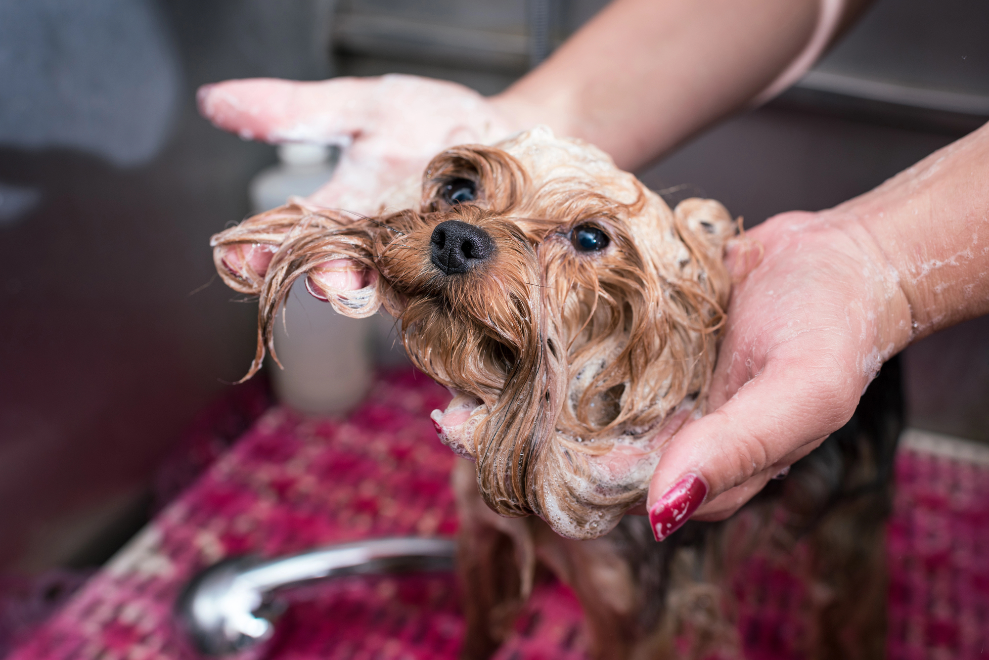 lavado de orejas canino